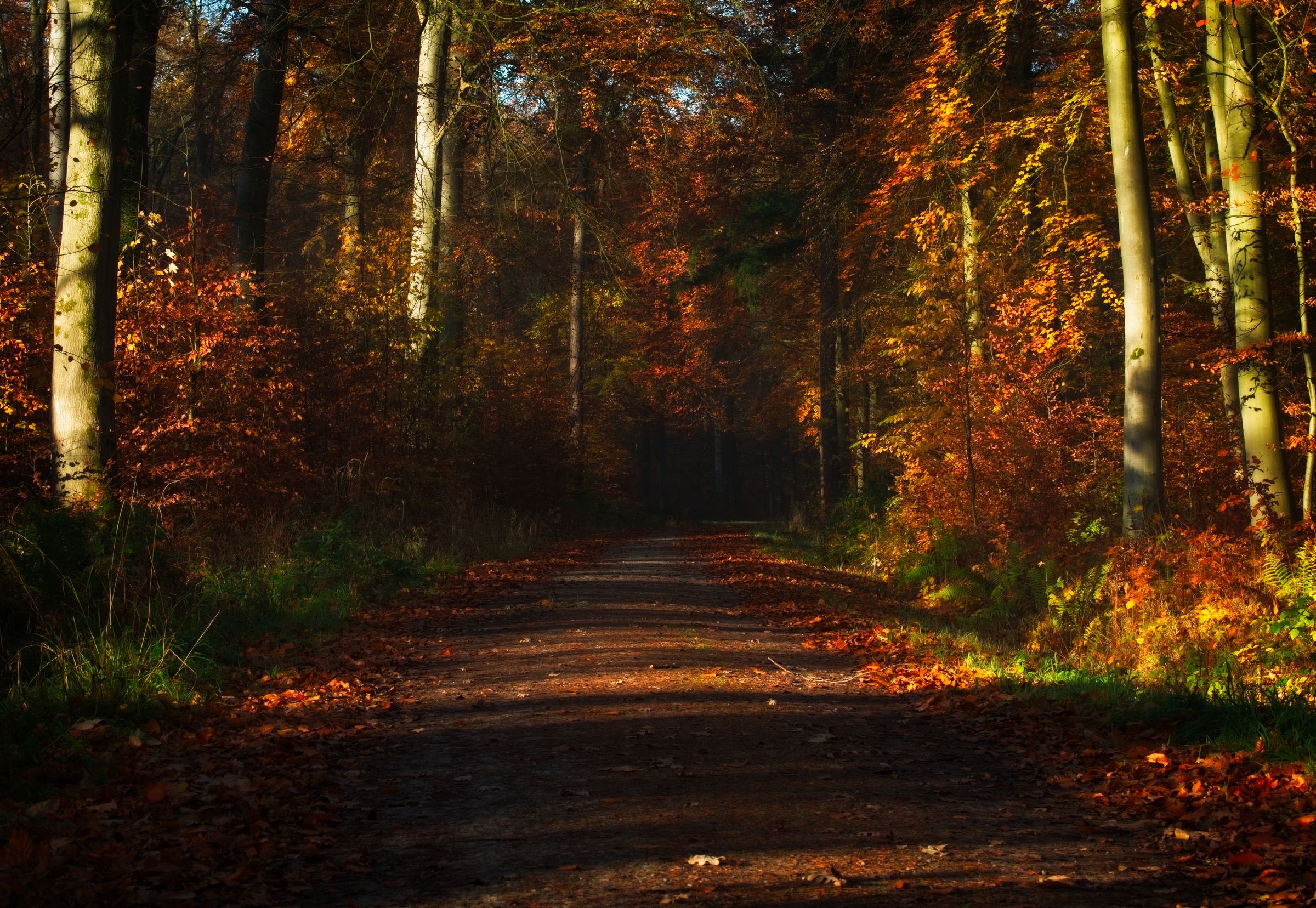 Ein sonnenbeschienener Weg führt durch einen herbstlich gefärbten Wald.